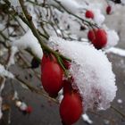 Hagebutten mit Schneemäntelchen