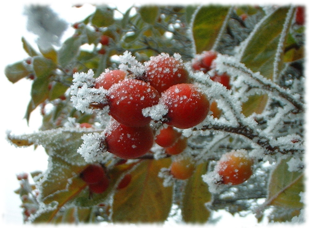 Hagebutten nach dem Frost