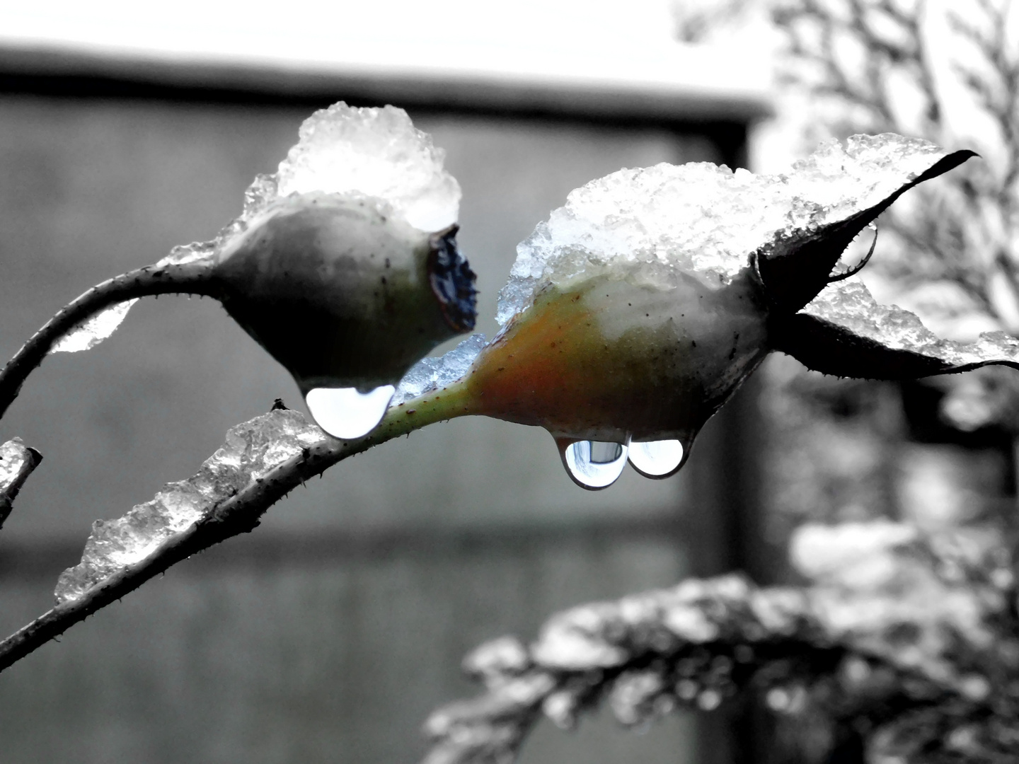 Hagebutten nach Schneeregen