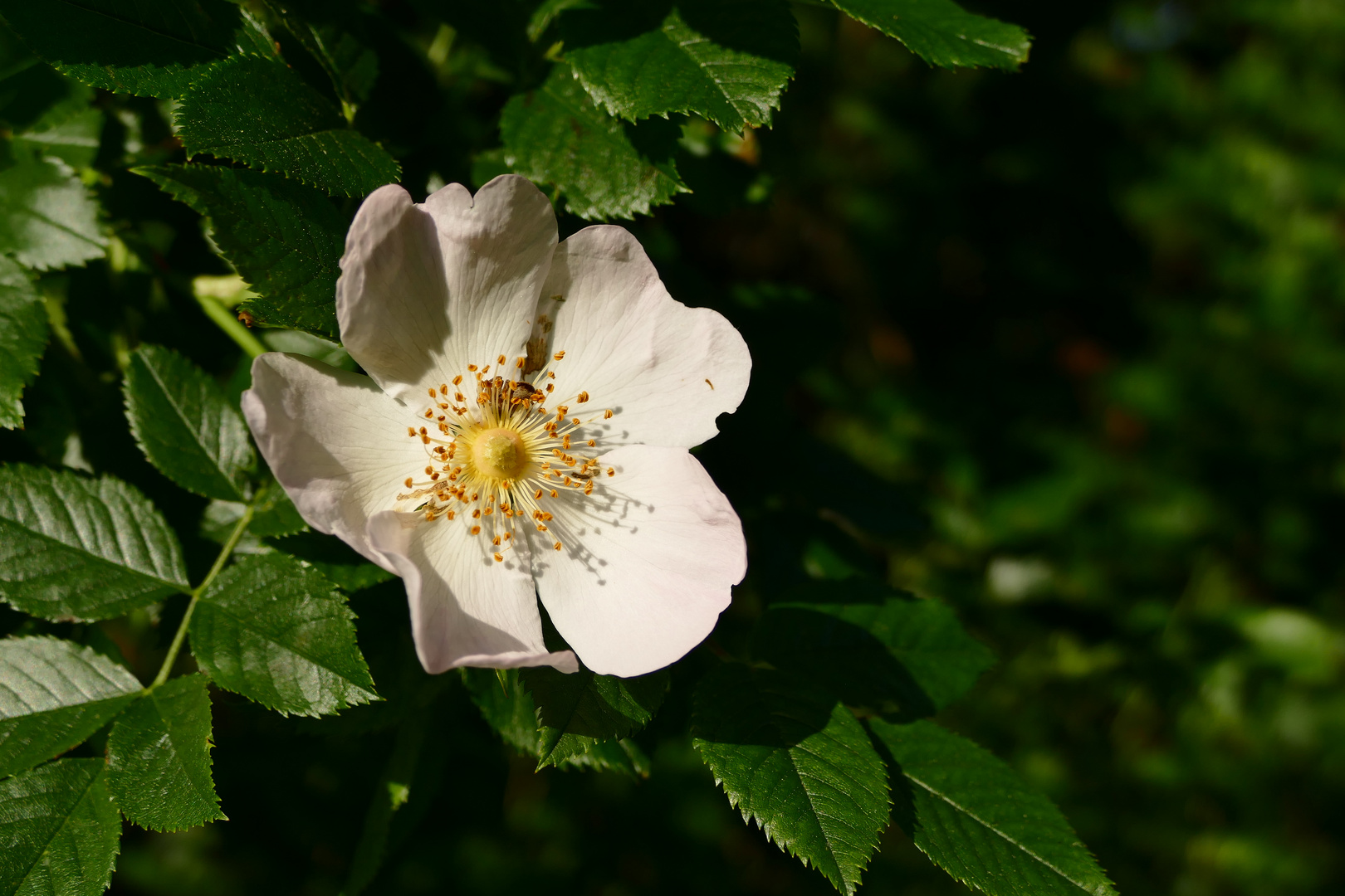 Hagebutten oder Hundsrose