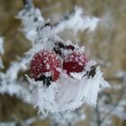 Hagebutten tiefgefroren