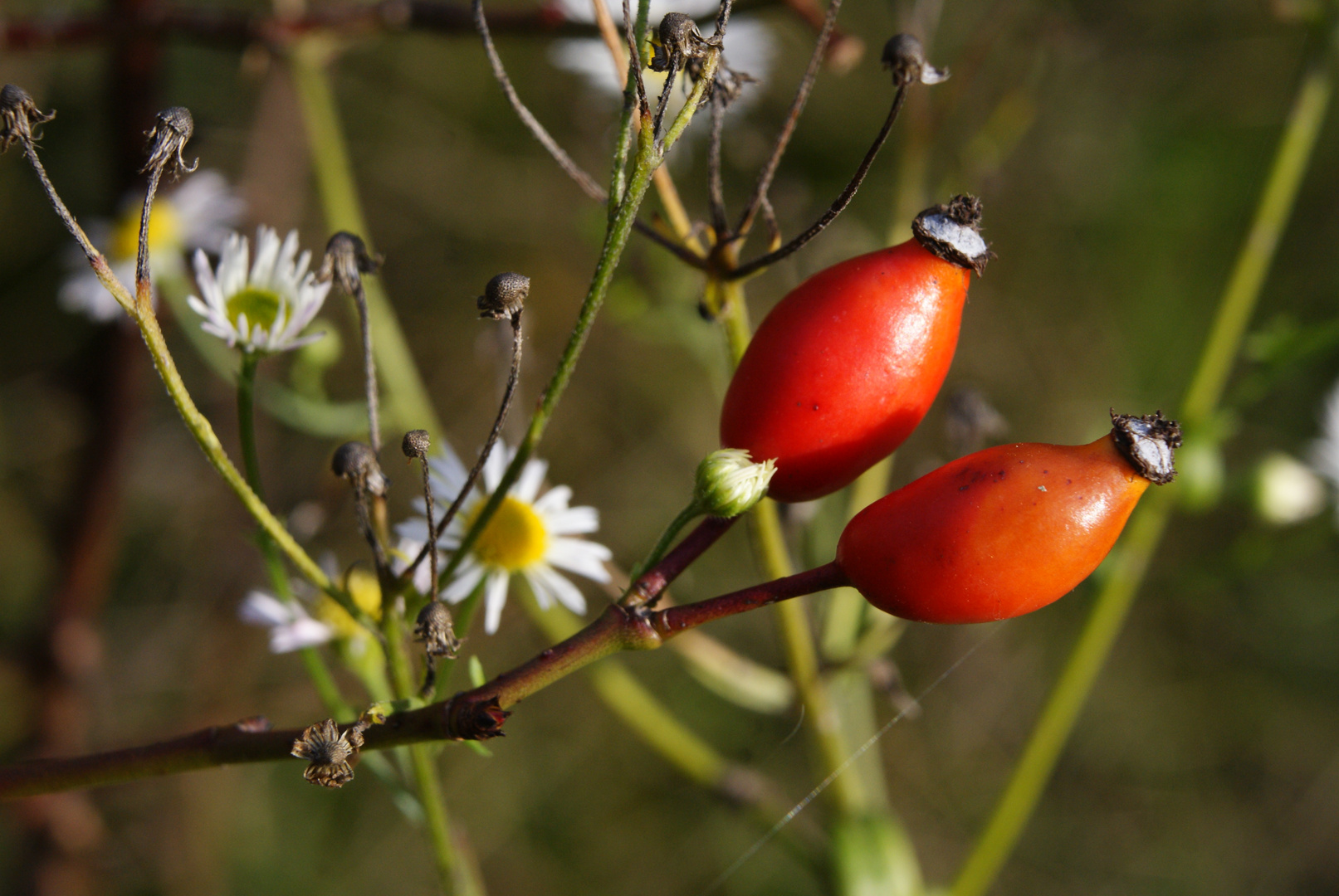 Hagebutten und letzte Blüten