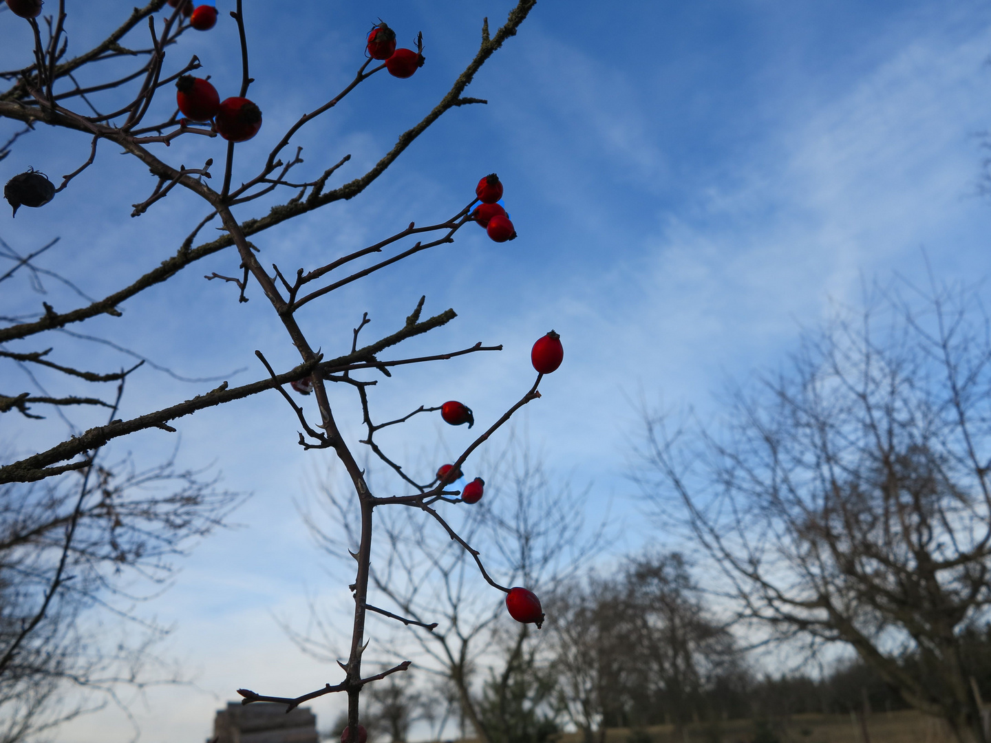 Hagebutten vor Himmel