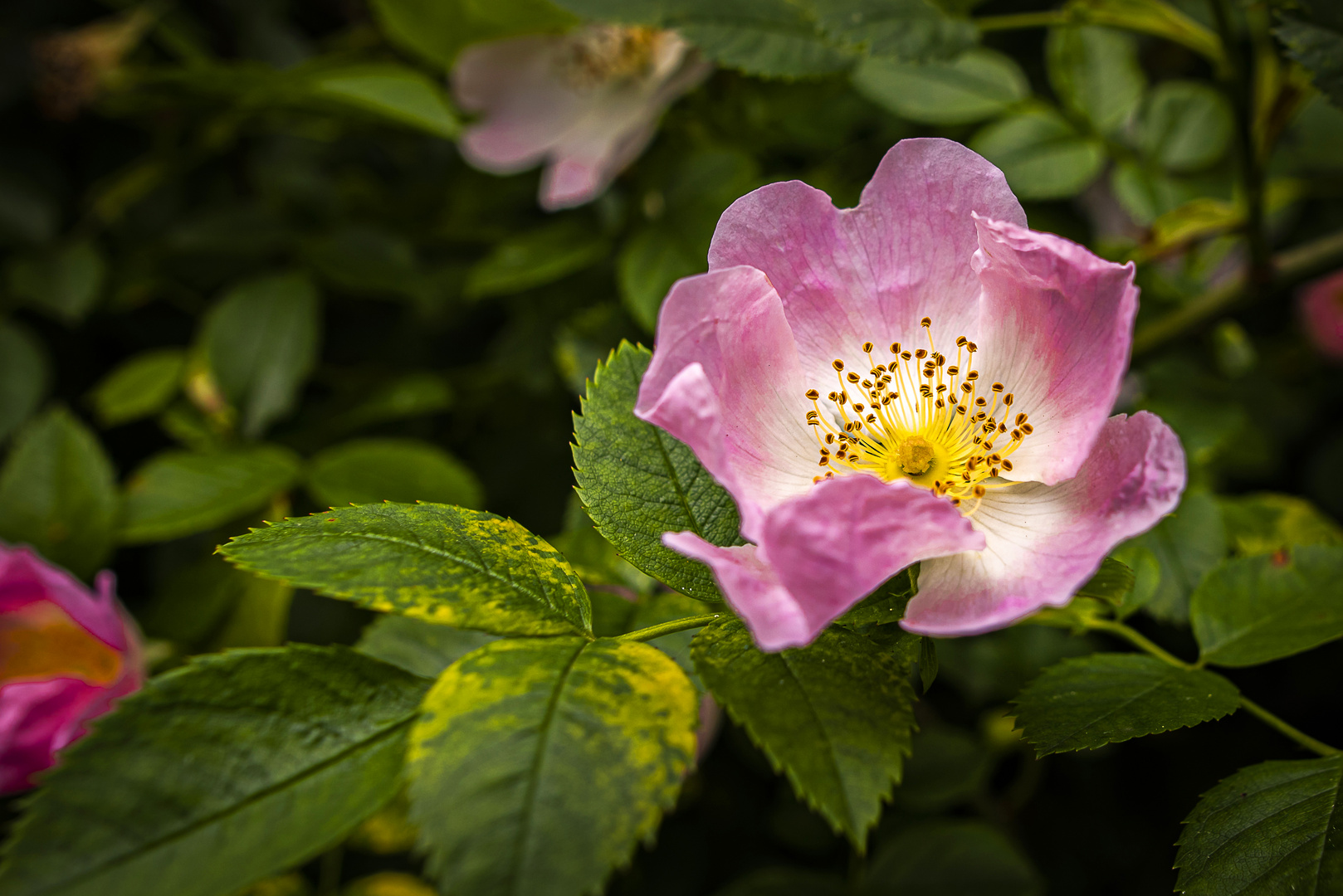 Hagebuttenblüte