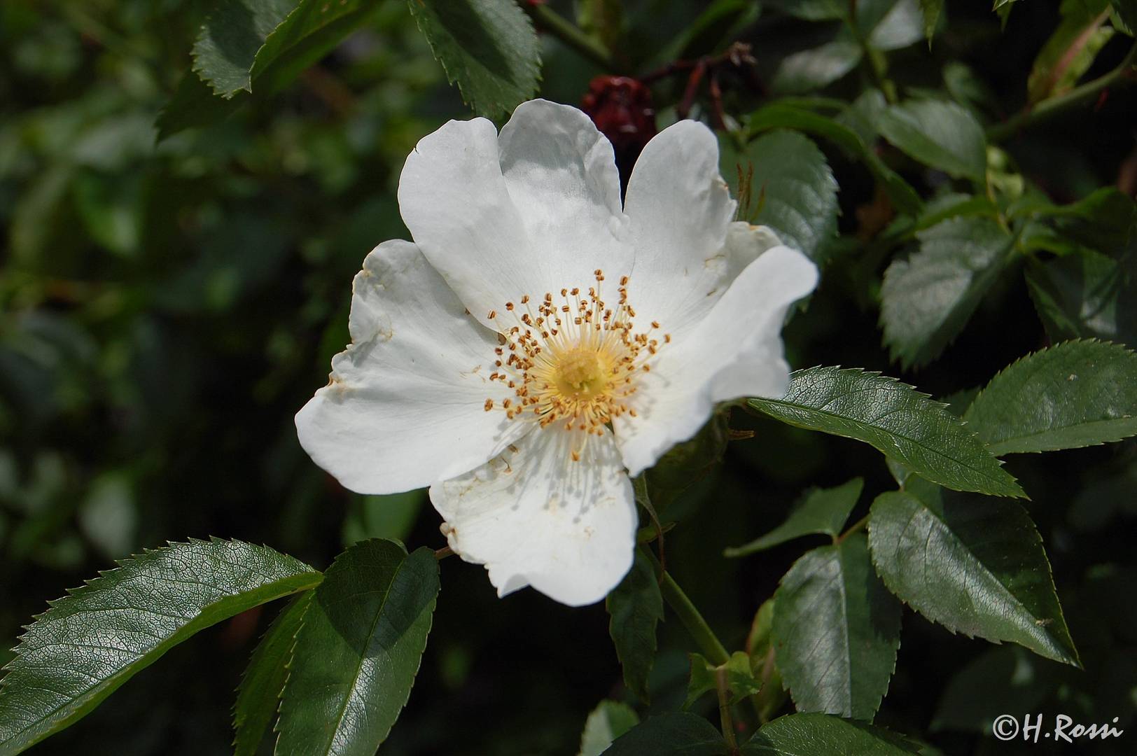 Hagebuttenblüte