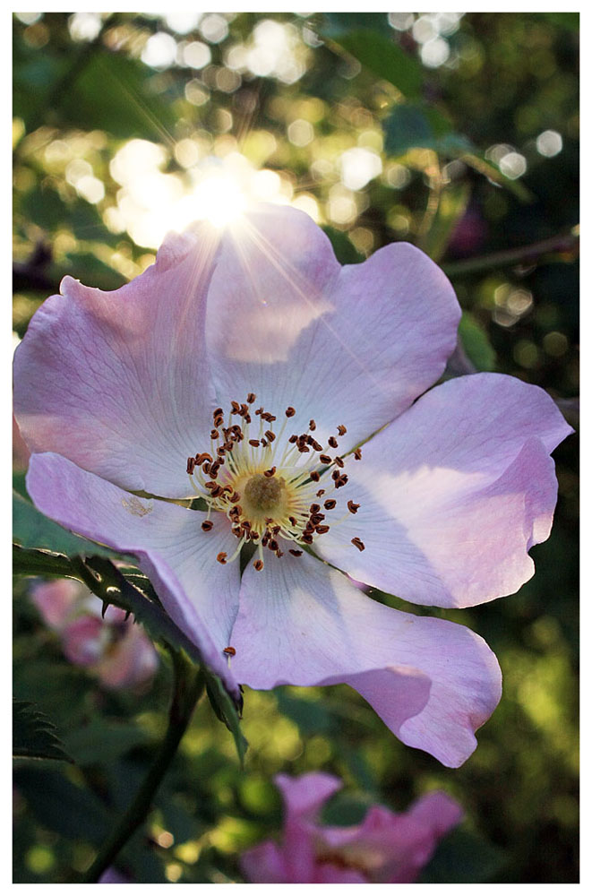 Hagebuttenblüte am Wegesrand