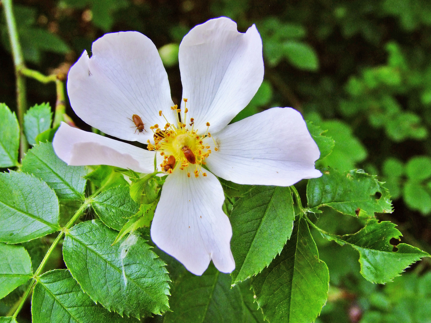 Hagebuttenblüte I