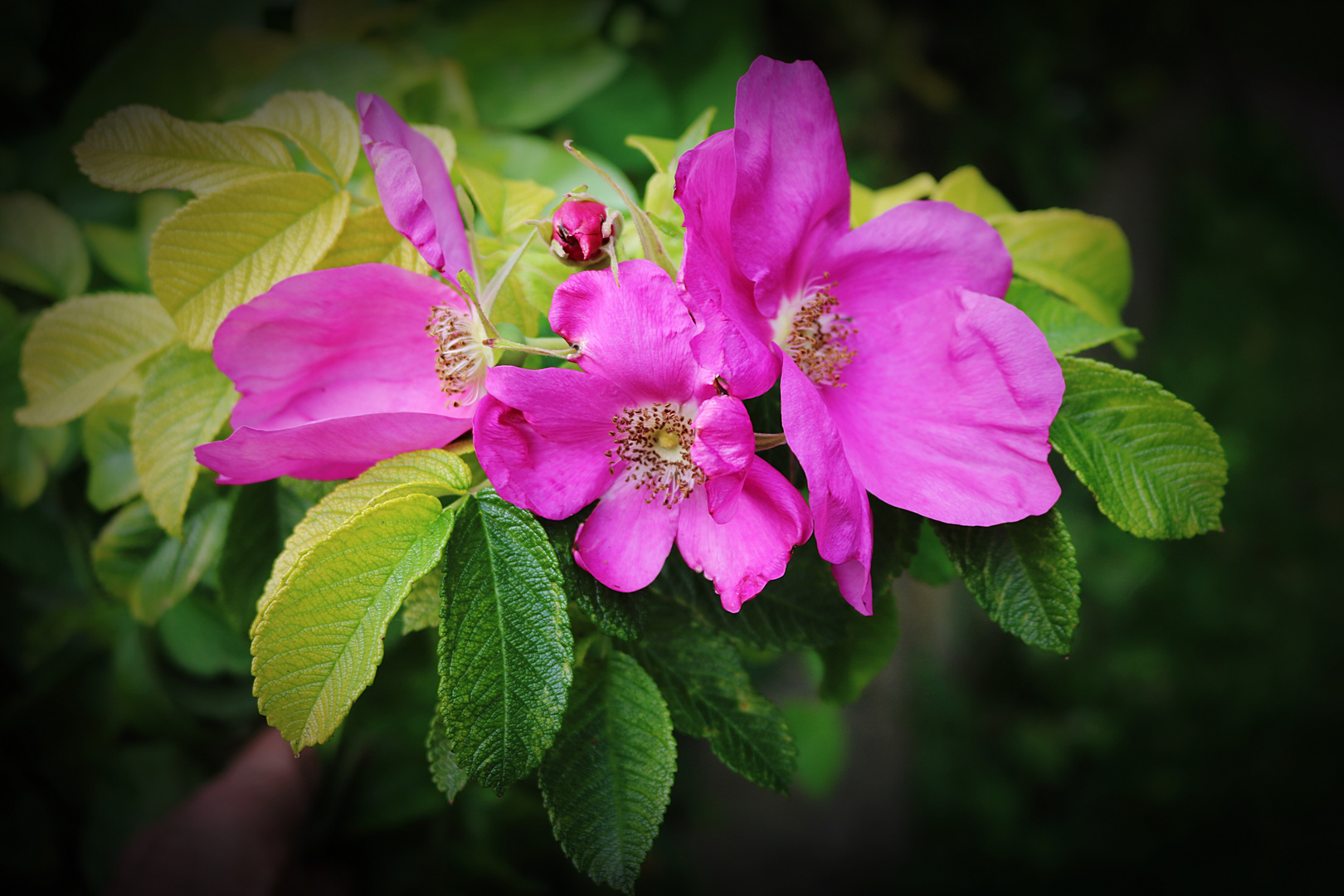 Hagebuttenblüte in Arnis