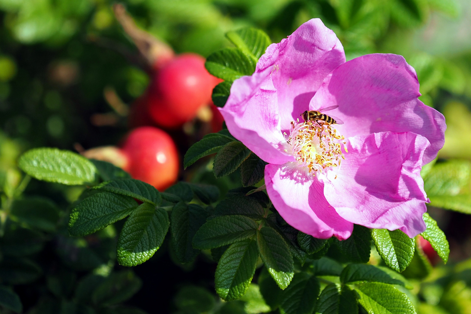 Hagebuttenblüte mit Besucher