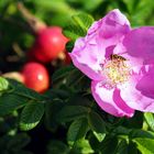 Hagebuttenblüte mit Besucher