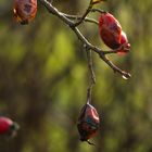 Hagebuttenstrauch nach erstem Winterfrost