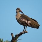 Hagedasch-Ibis