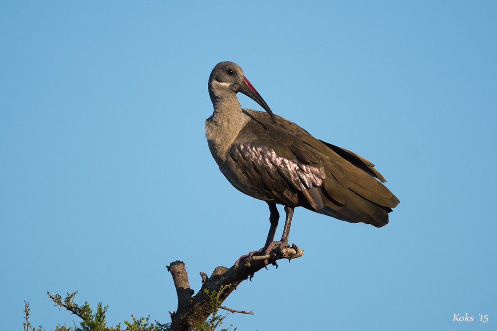 Hagedasch-Ibis