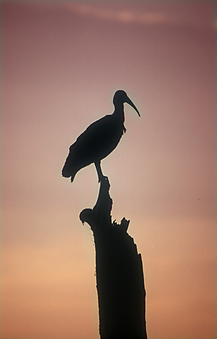 Hagedasch-Ibis im Sonnenaufgang..