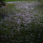 Hagel 3