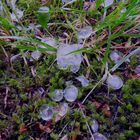 Hagel