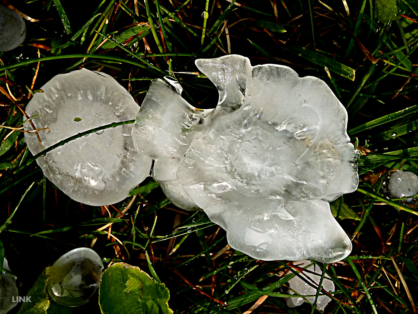 "Hagelblüten"