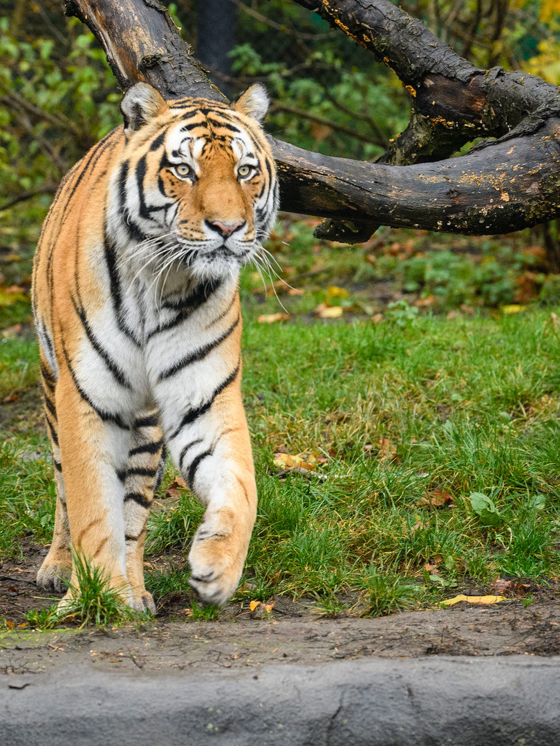 Hagenbeck