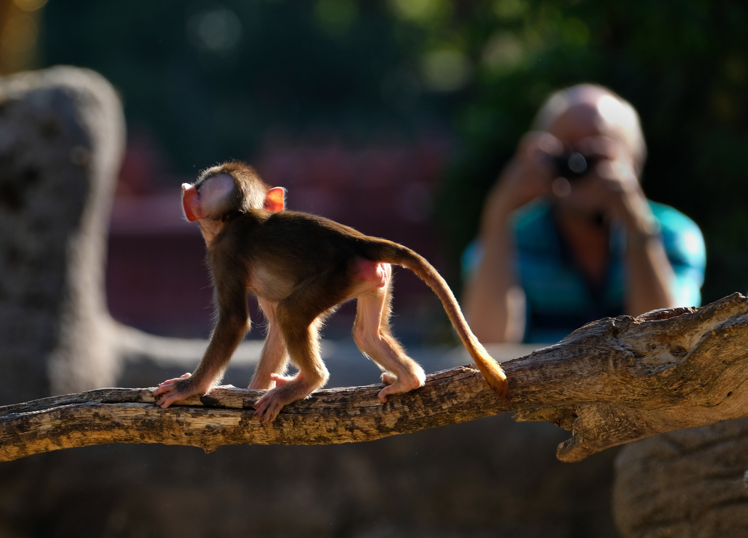 Hagenbeck 1