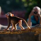 Hagenbeck 1