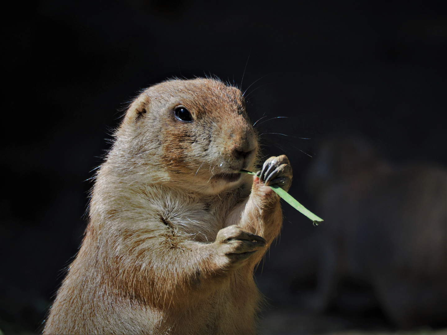 Hagenbeck 103