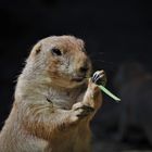 Hagenbeck 103