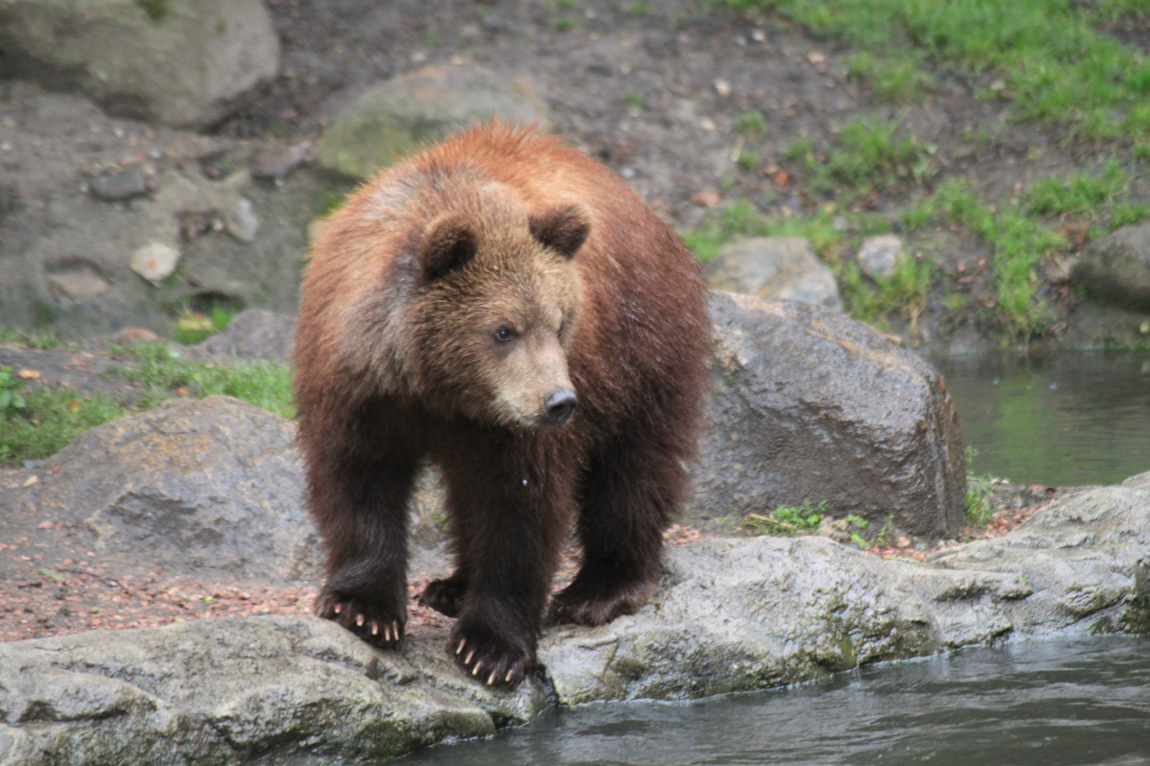 Hagenbeck 15