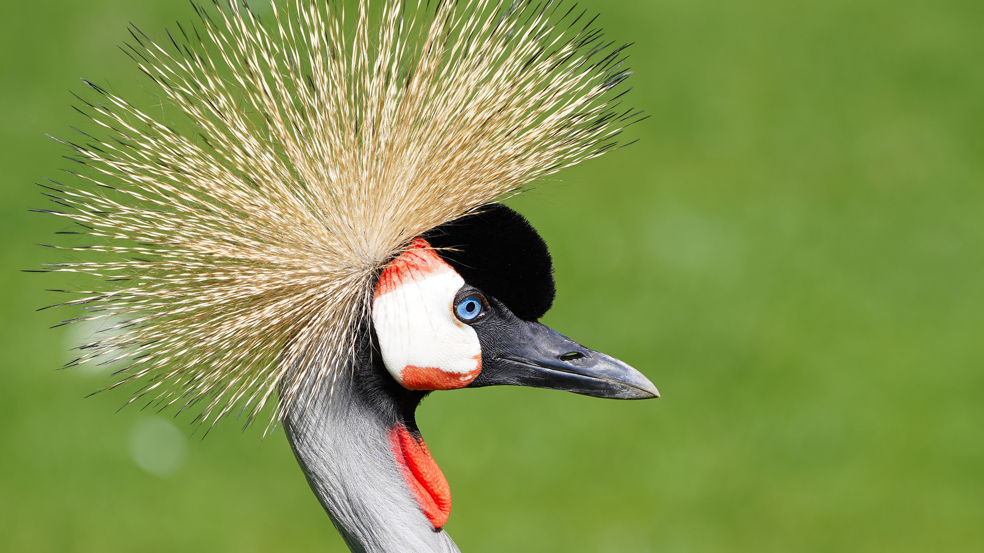 Hagenbeck 2019_21