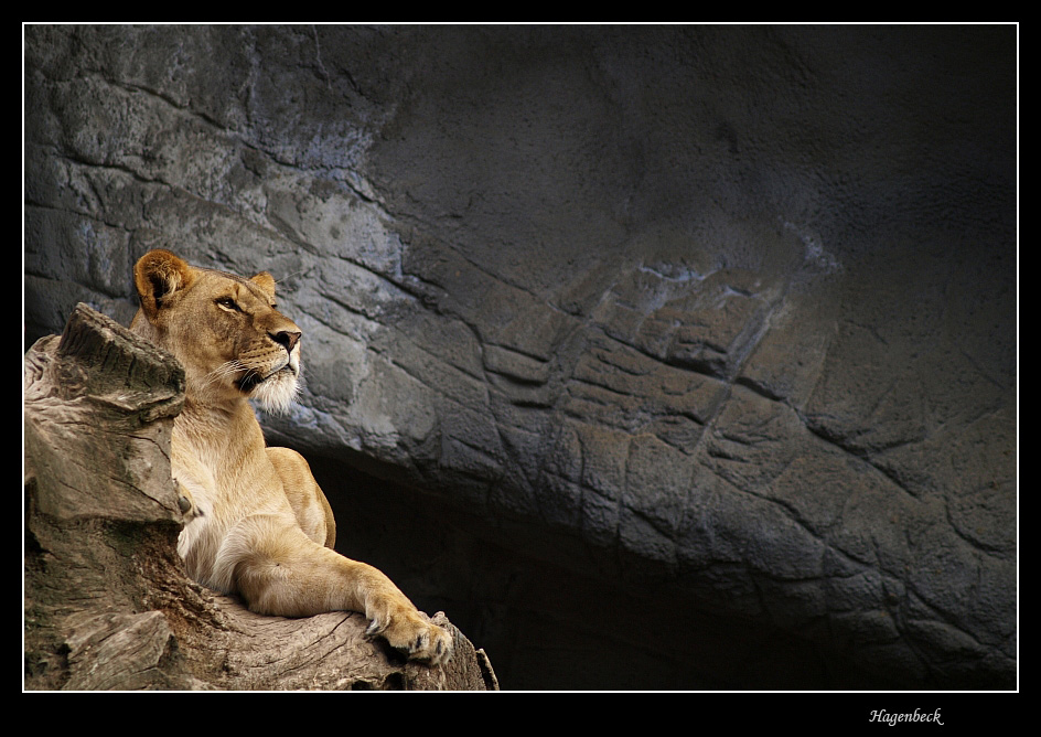 Hagenbeck