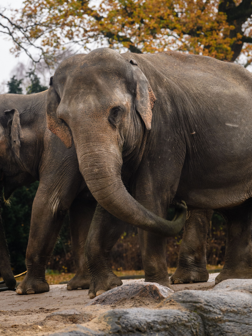 Hagenbeck