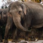 Hagenbeck