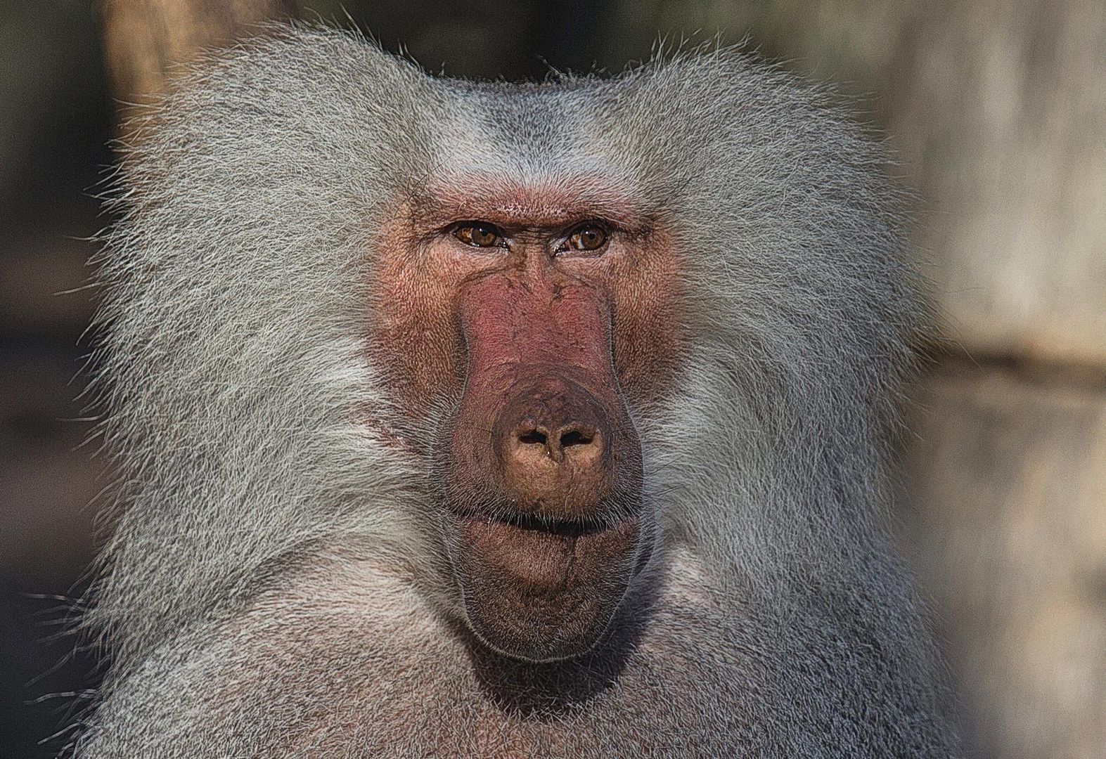 Hagenbeck