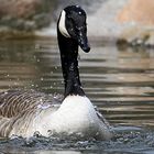 Hagenbeck