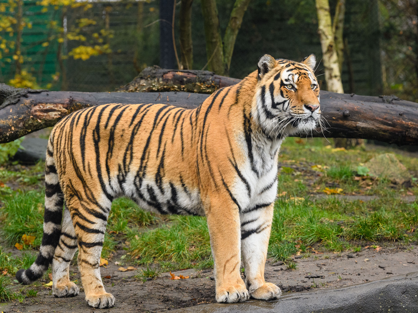 Hagenbeck