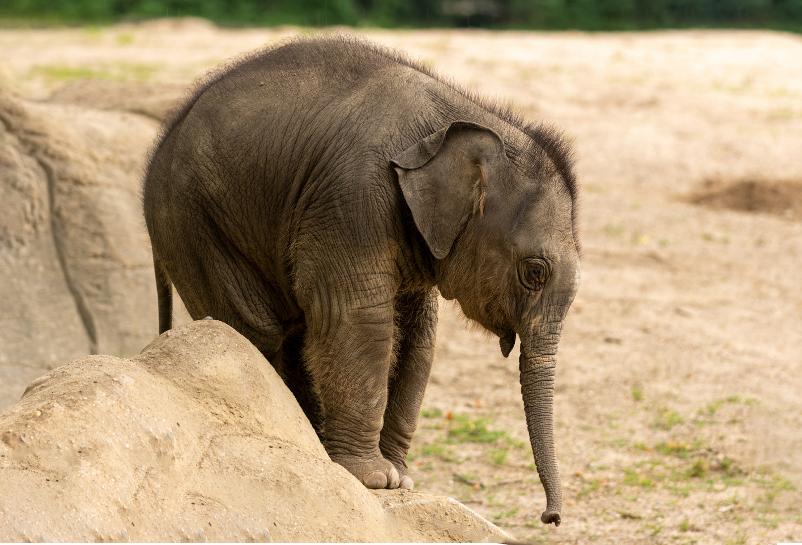 Hagenbeck / Asiatischer Elefant