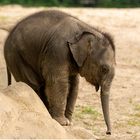 Hagenbeck / Asiatischer Elefant