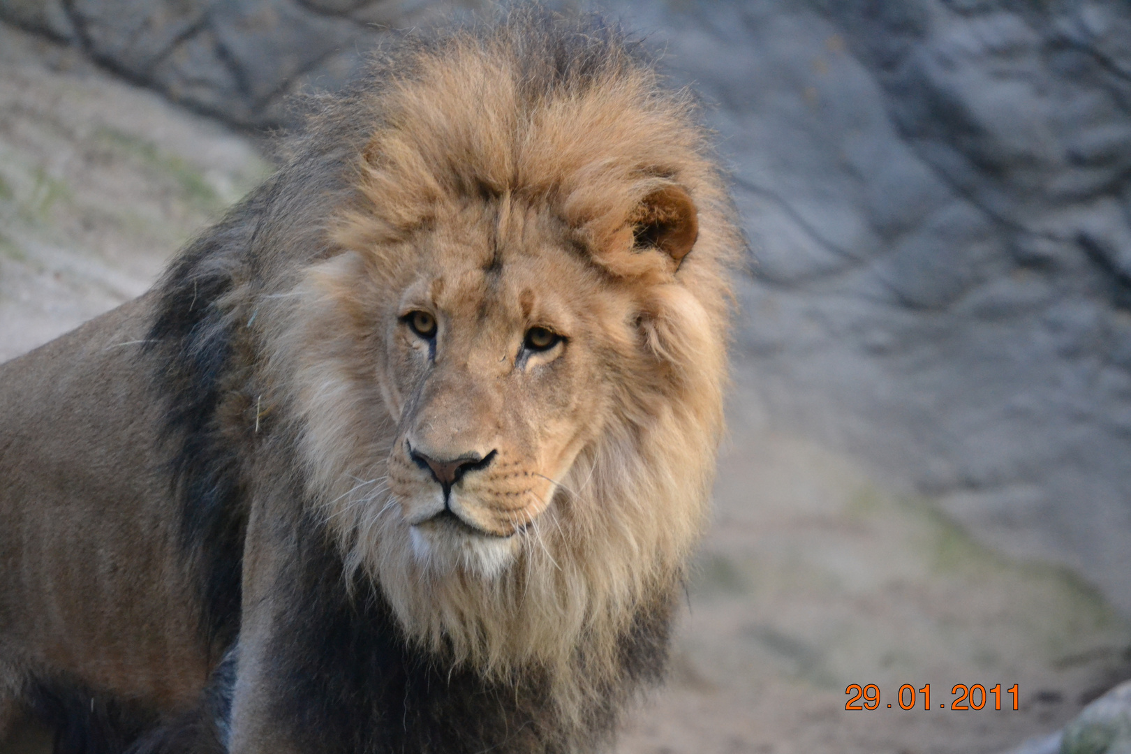 Hagenbeck