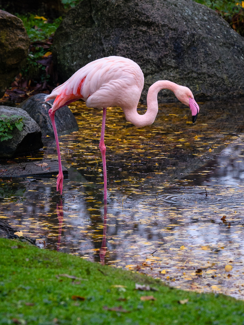 Hagenbeck