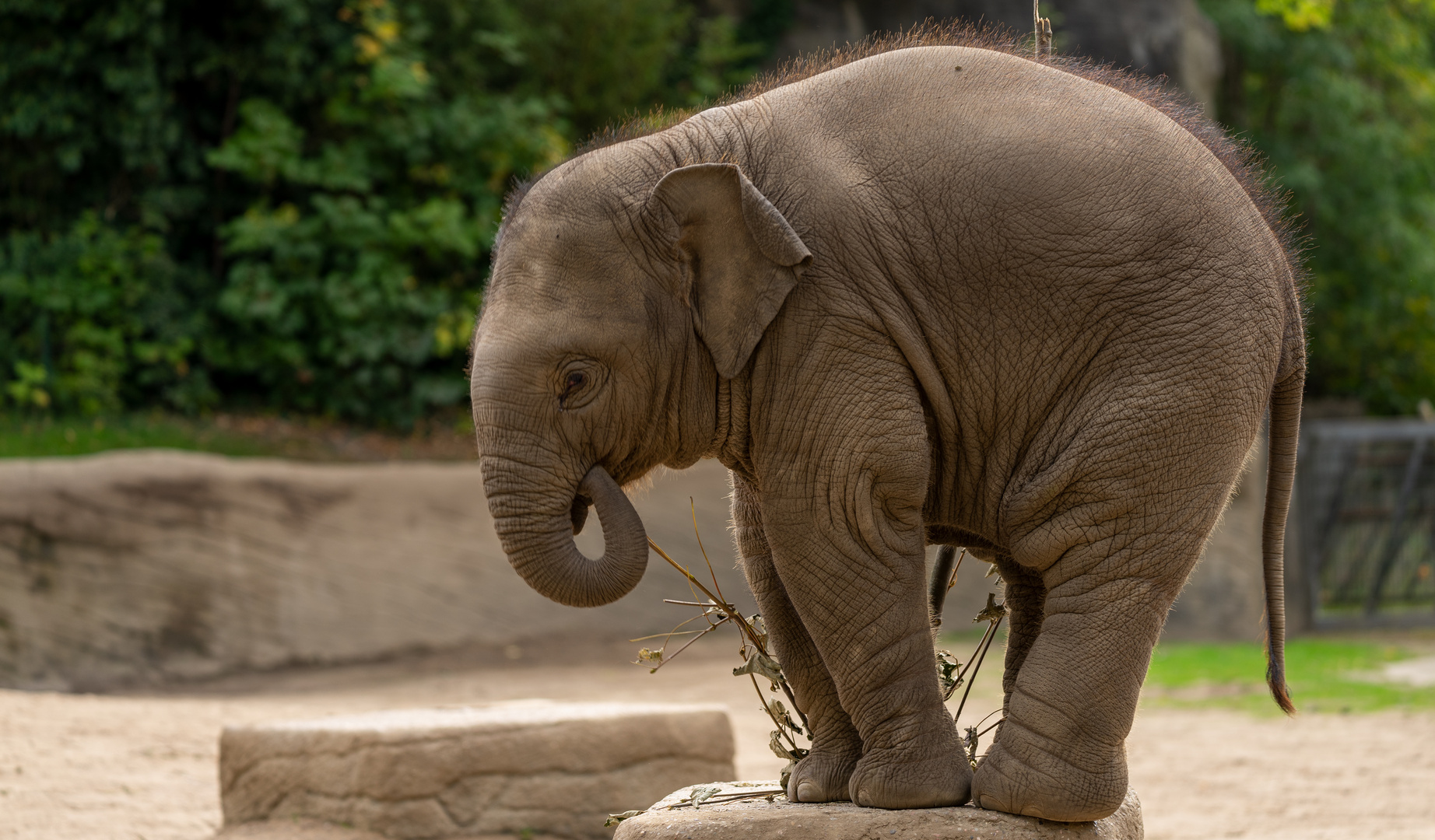 Hagenbeck / Brausepaul