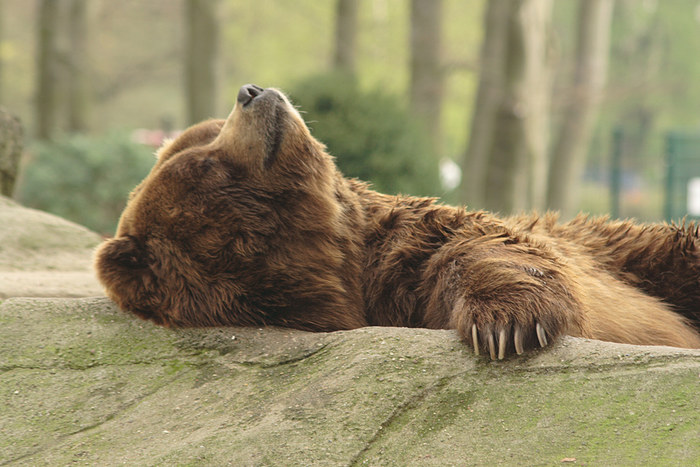 . Hagenbeck