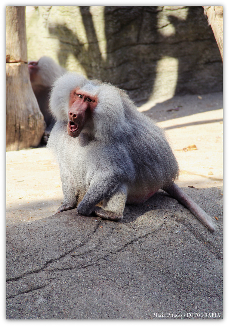 Hagenbeck