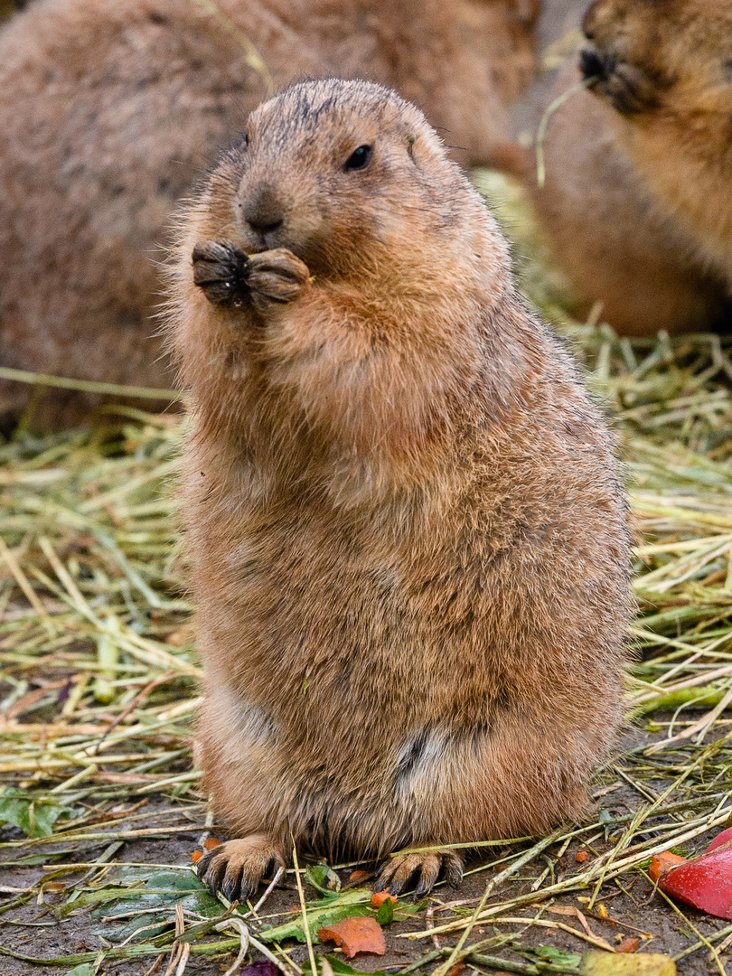 Hagenbeck