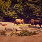 Hagenbeck