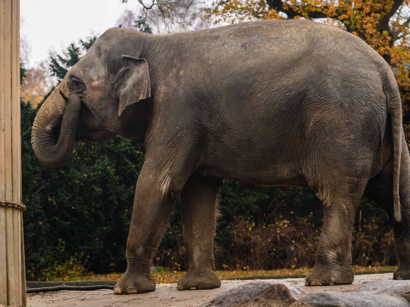 Hagenbeck