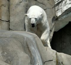 Hagenbeck - Eisbär