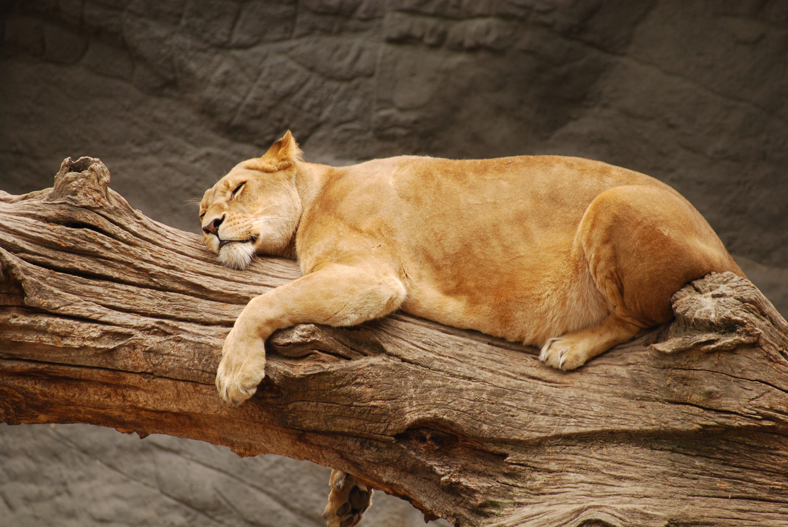 Hagenbeck