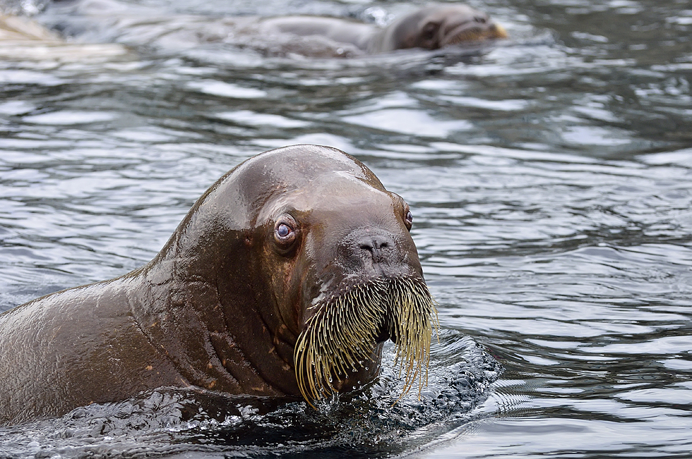 Hagenbeck hat eine neue