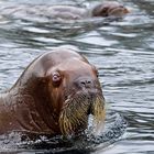 Hagenbeck hat eine neue