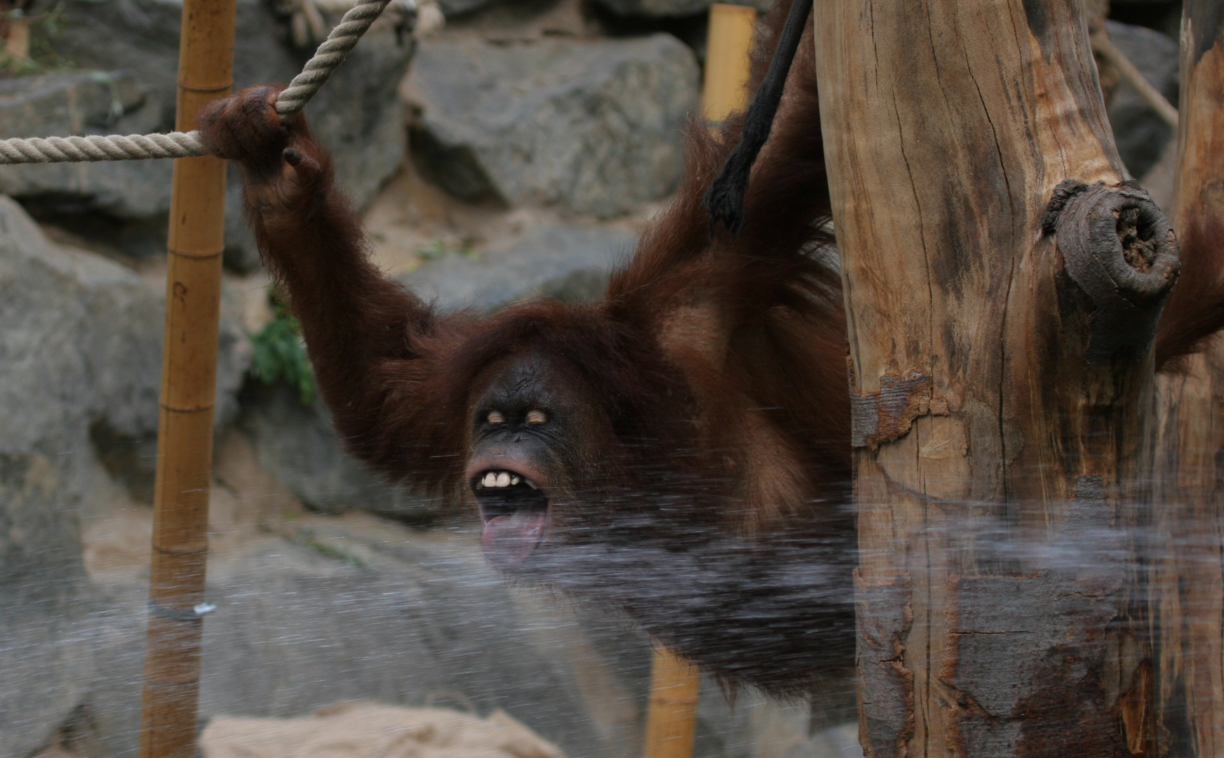 Hagenbeck - Have a drink?