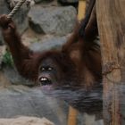 Hagenbeck - Have a drink?